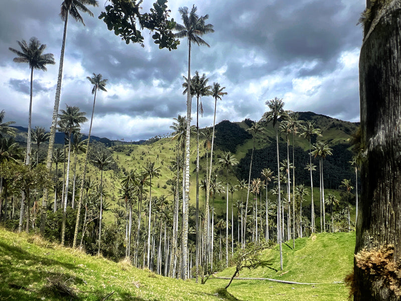 Tour Carbonera-Bosque de Palmas
