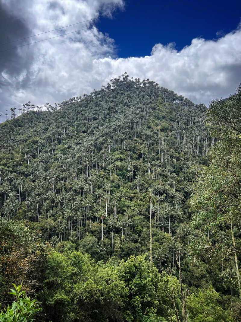 Tour Carbonera-Bosque de Palmas
