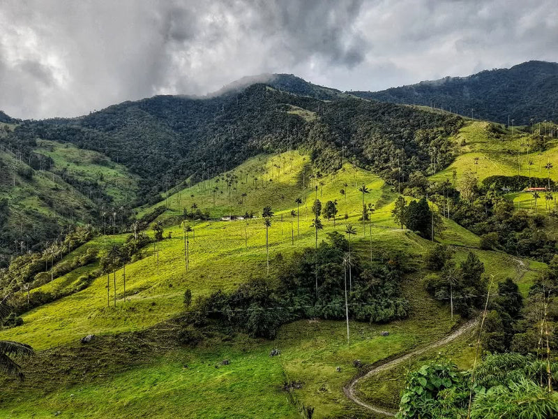 Salento, Valle del Cocora y Filandia (Pasadía)