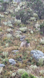 Tour Nevado del Cocuy 3 días 2 noches