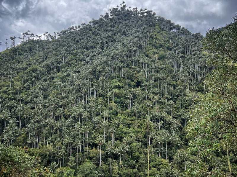 Tour Carbonera-Bosque de Palmas
