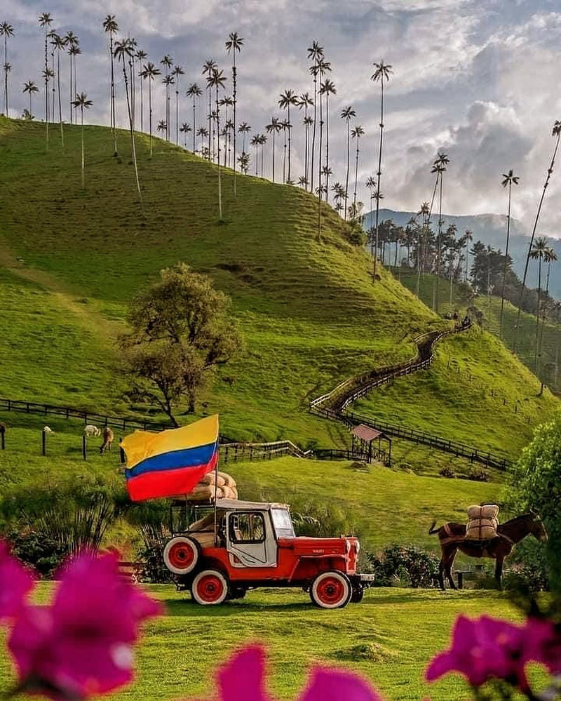 Salento, Valle del Cocora y Filandia (Pasadía)