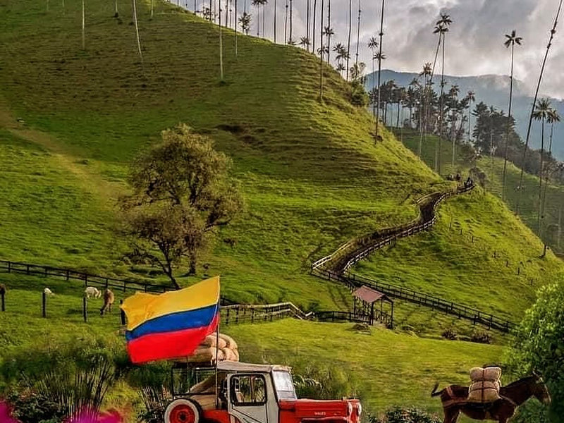 Salento, Cocora Valley & Filandia (Day Trip)