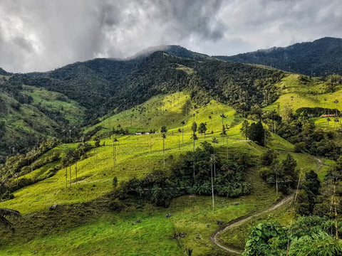 TOUR SALENTO, VALLE DEL COCORA Y FILANDIA