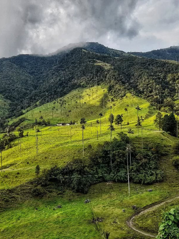 Salento, Cocora Valley & Filandia (Day Trip)