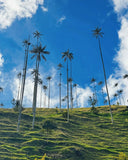 TOUR SALENTO, VALLE DEL COCORA Y FILANDIA