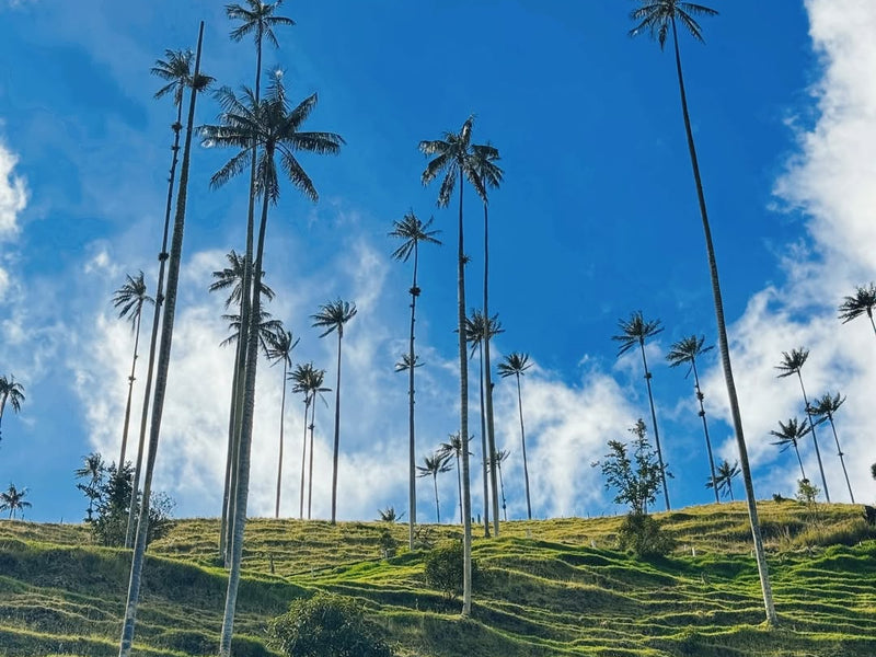 Salento, Cocora Valley & Filandia (Day Trip)