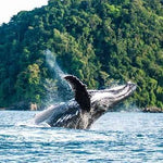 Tour to Bahía Málaga 2 days 1 nights