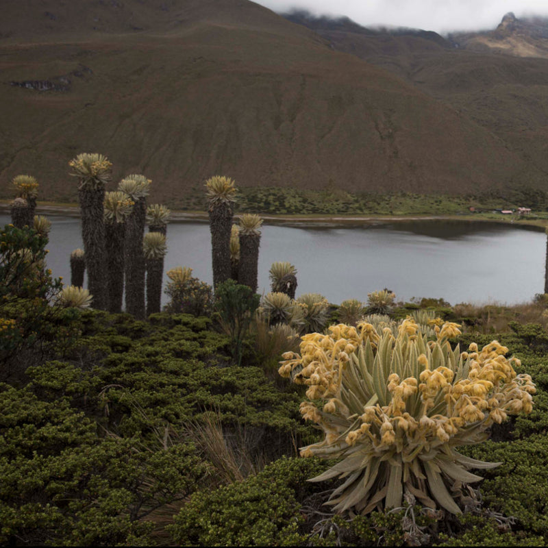 Tour Laguna del Otún Pasadía (Valor para grupo mínimo 4 personas)