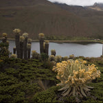 Otún Lagoon Tour (Day Trip)