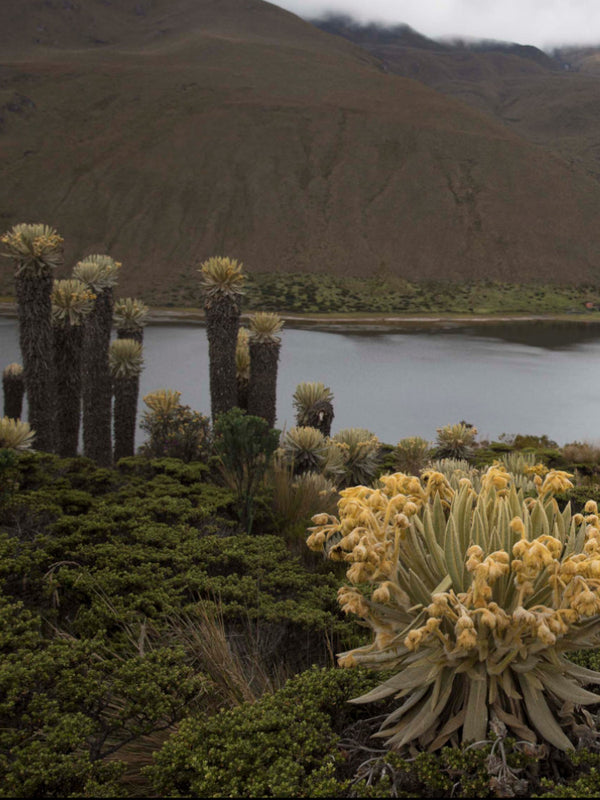 Otún Lagoon Tour (Day Trip)