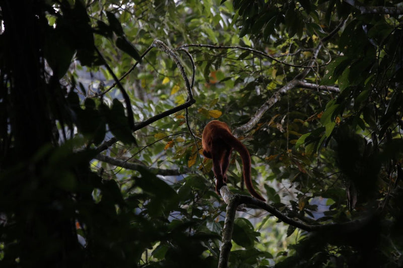 Tour Barbas Bremen(Pasadía)